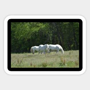 Wild Horse Herd Sticker